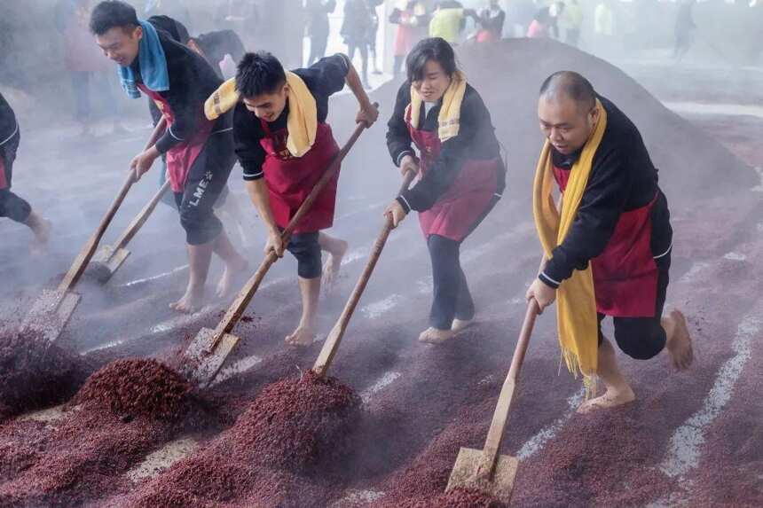 为什么茅台镇酿酒,一定要选冬小麦作为制曲原料